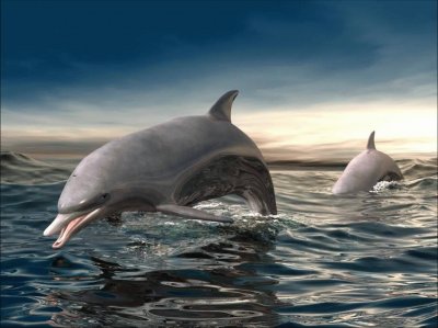 two dolphins in the sea