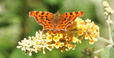 buddleia