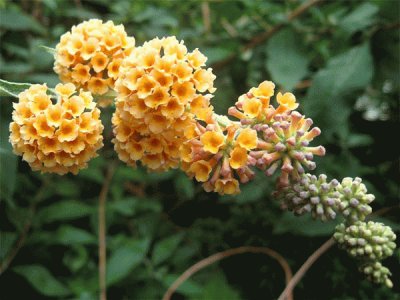 buddleia