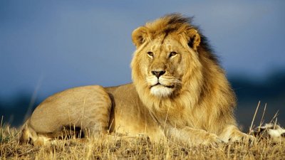 elegant lion