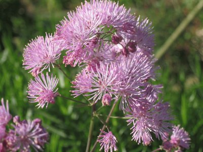 thalictrum