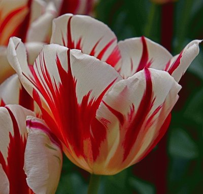 Awesome Tulip