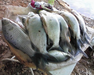 Peixes no saco