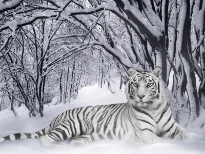 white tiger in winter time