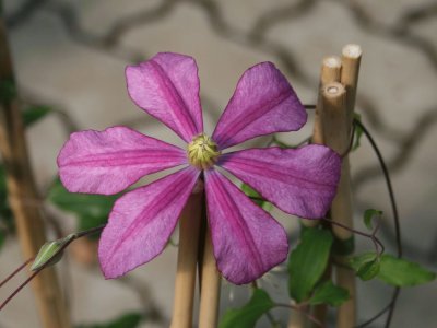 clematite