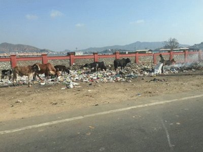 Vacas Sagradas comendo Lixo - India