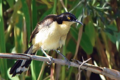 AngÃº en la Laguna del IberÃ¡. Corrientes. Argentina