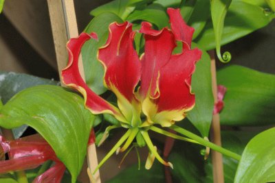 gloriosa