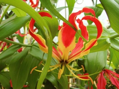 gloriosa