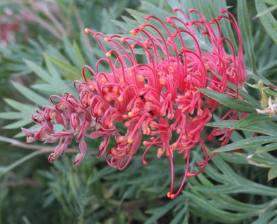 grevillea