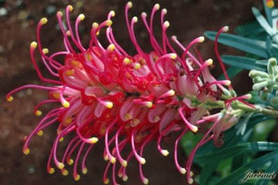 grevillea