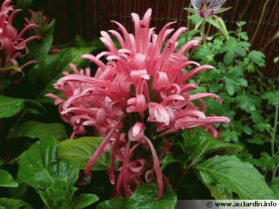 justicia carnea