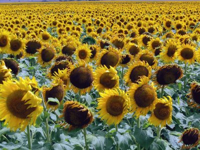 Girasoles bonaerenses. Argentina