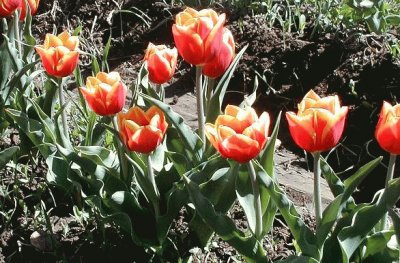 Tulipanes en Gdor. Gregores. Patagonia argentina