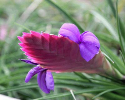 tillandsia