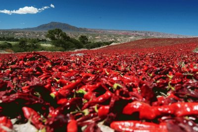 Pimientos en los Valles CalchaquÃ­es. Argentina