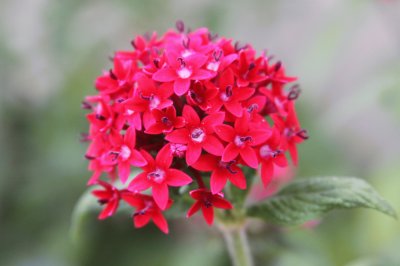 pentas lanceolata