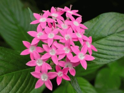 pentas lanceolata