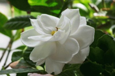 gardenia