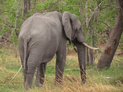 Elefante de Botswana - África