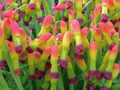 lachenalia