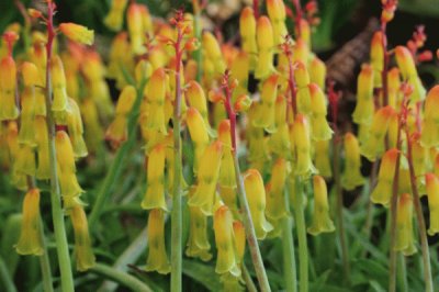 lachenalia