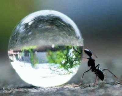 ant   water drop