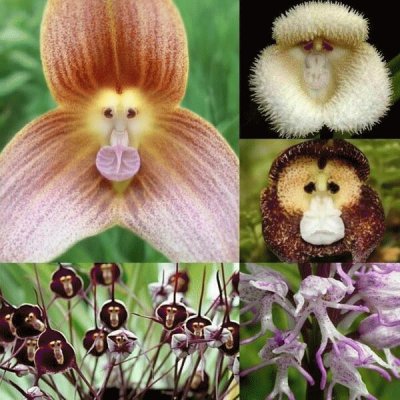 Monkey Face Orchids