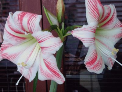 amaryllis