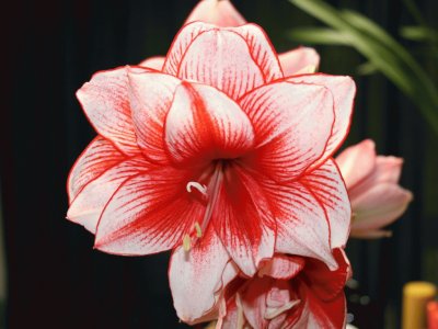 amaryllis