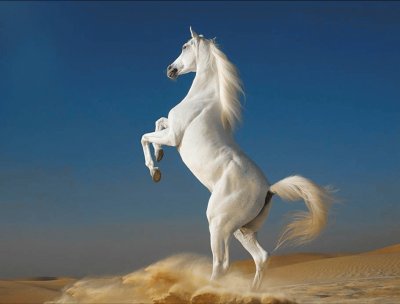 white horse