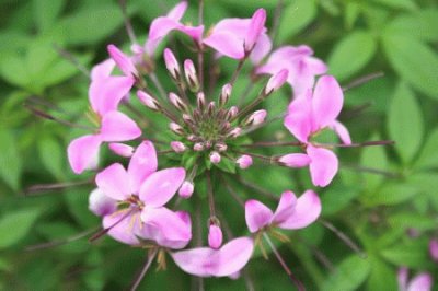 cleome