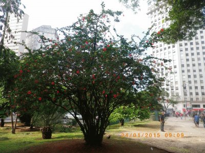 Hibiscus