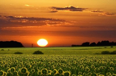 Los girasoles de GualeguaychÃº. E. R.- Argentina