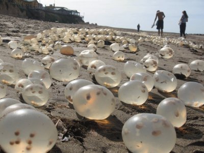 Huevos de caracoles. Costa atlÃ¡ntica argentina