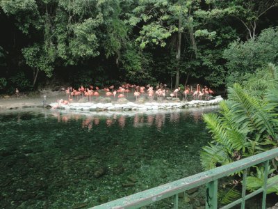 flamencos