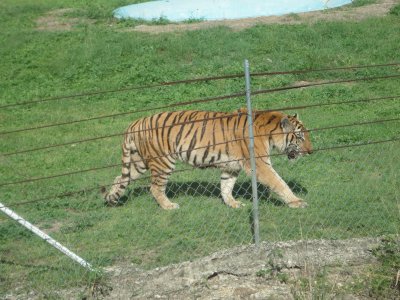 tigre de bengala