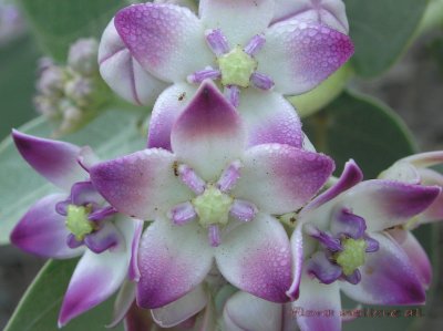 calotropis