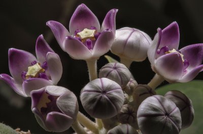 calotropis