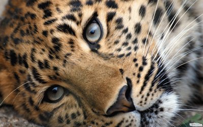 leopardo