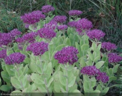 sedum