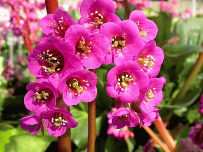 bergenia