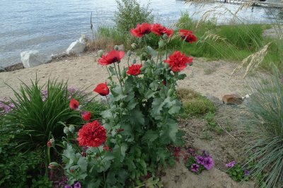 flores en la playa