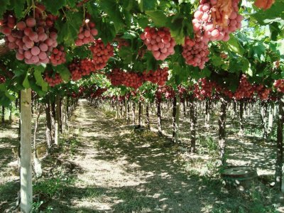 ViÃ±edos mendocinos. Argentina