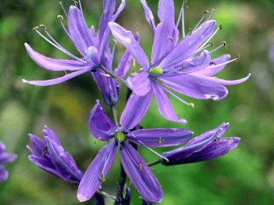 camassia