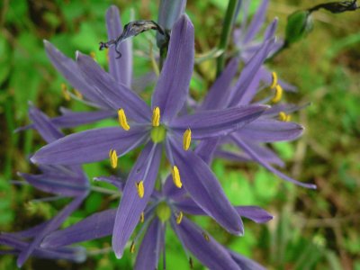 camassia