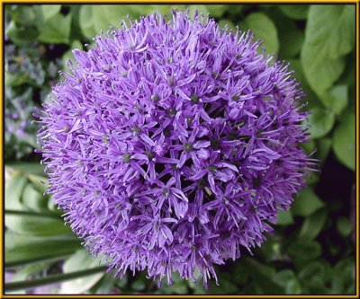 allium