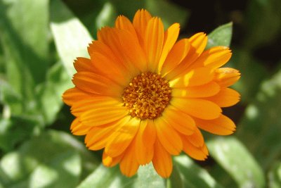 calendula