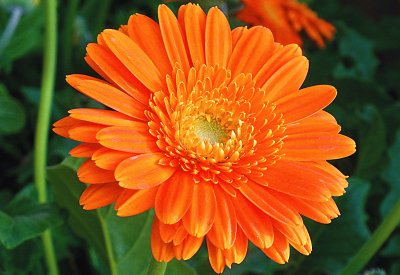 calendula