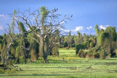 BaÃ±ados La Estrella. Formosa. Argentina